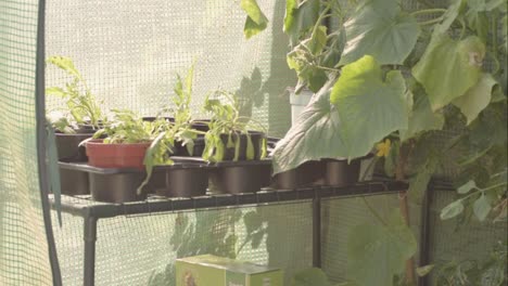 potted plants growing in a greenhouse