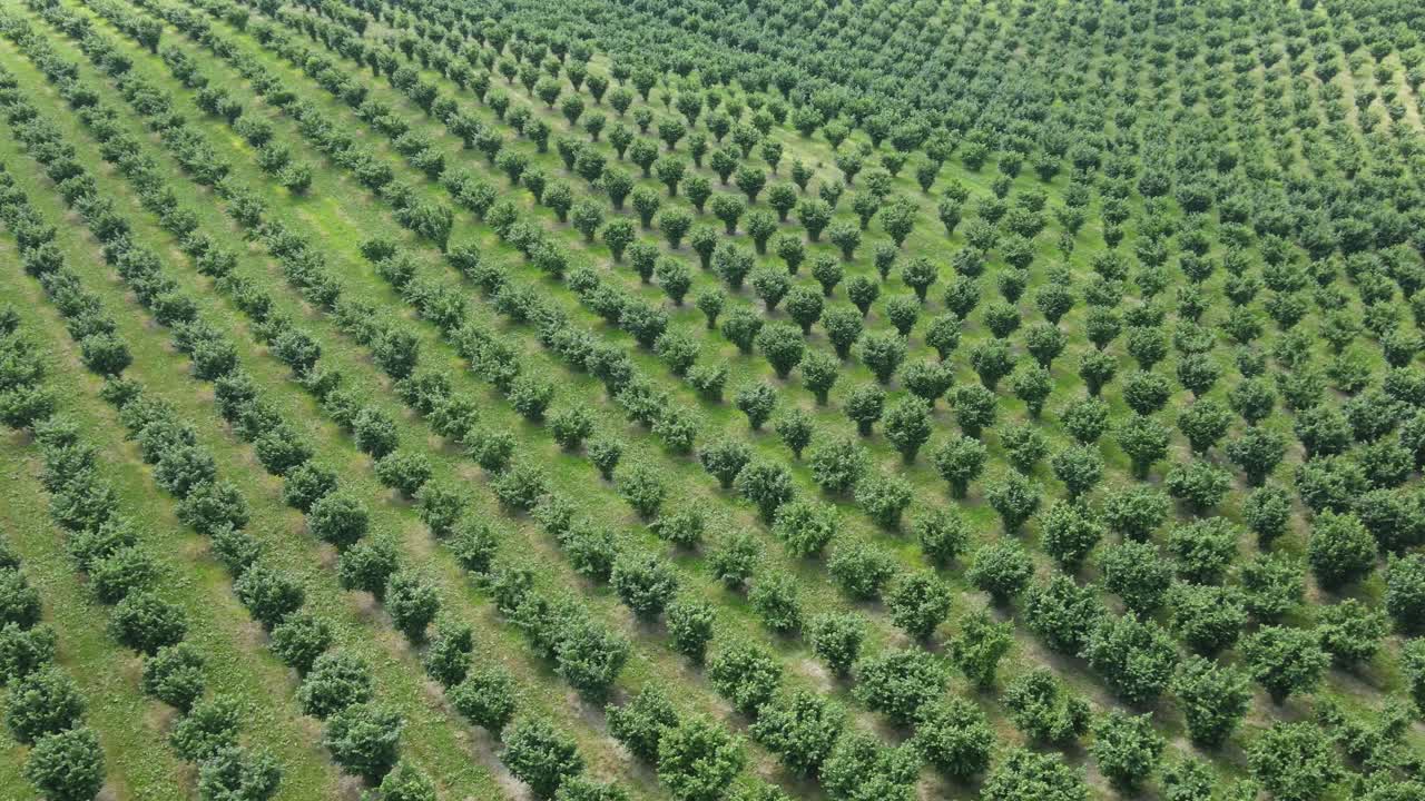 árboles de avellanas que crecen en el campo agrícola, vista aérea alta sobre el huerto