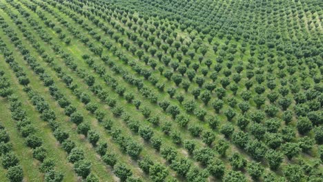 Hazelnut-trees-growing-in-agricultural-field,-high-aerial-view-over-orchard