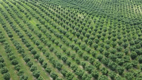 árboles de avellanas que crecen en el campo agrícola, vista aérea alta sobre el huerto