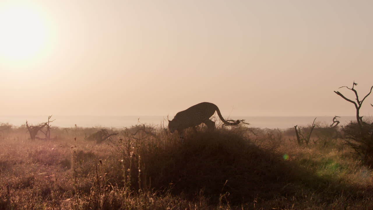 Extreme wide pan shot of a cheetah running down an anthill