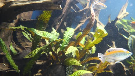 primer plano de peces plateados con rayas amarillas nadando bajo el agua dentro de un acuario limpio durante el día soleado