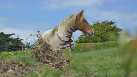 Horse-wearing-fly-protector-blank-looks-around,-wind-blows-through-hair-on-sunny-day