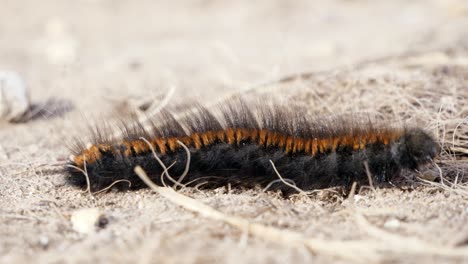 close up shot of a fox moth caterpillar moving from left to right on dry dirt and grass