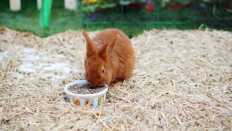 easter bunnies play, eat and rest in the paddock.