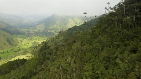 Aerial-View-of-Cocora-Valley-Rainforest-Home-to-the-Tallest-Palm-Trees-in-the-World