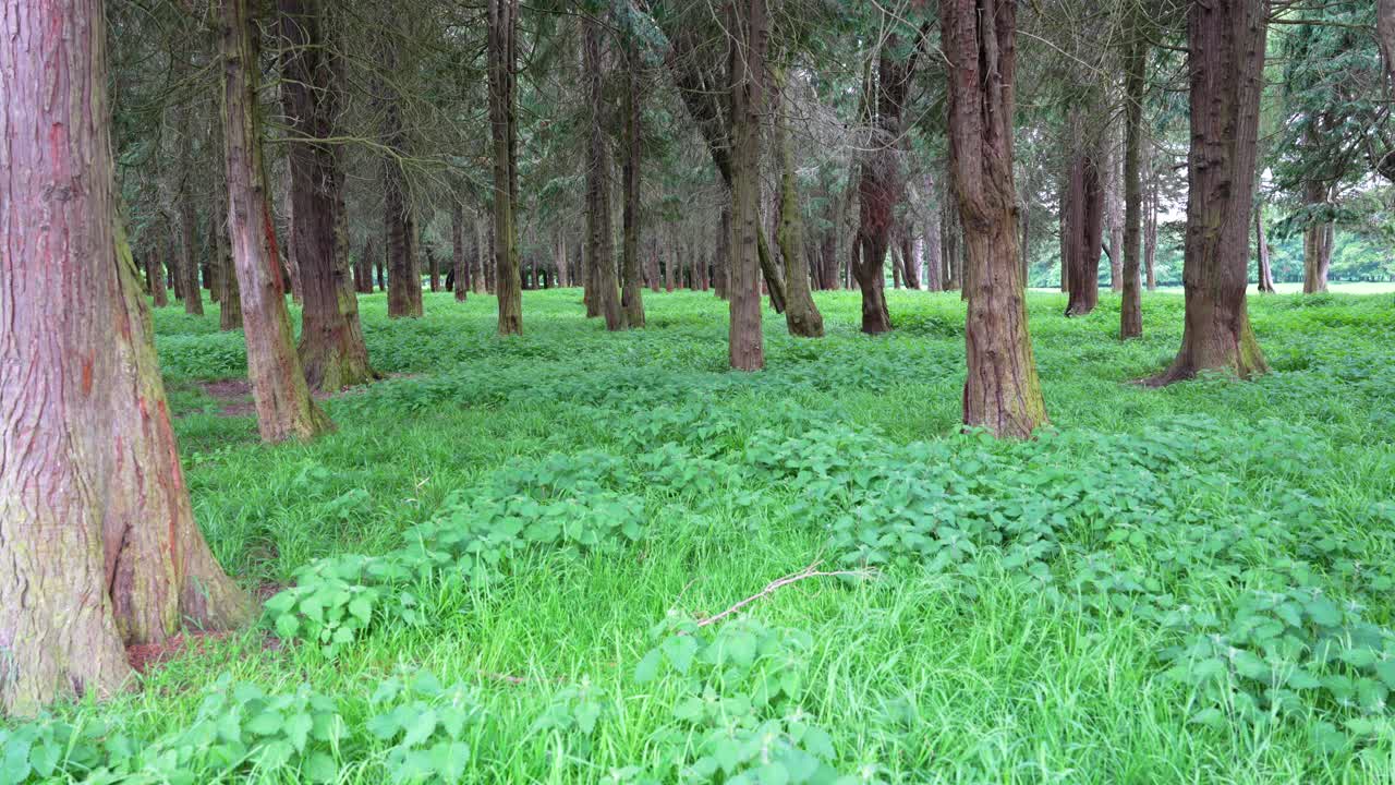 더블린의 피닉스 파크의 평온함, 숨을 쉬고, 긴장을 풀고 다시 연결하십시오.