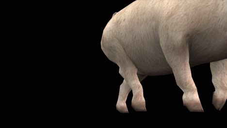 un cerdo caminando y pasando sobre fondo negro con canal alfa incluido al final del video, animación 3d, vista en perspectiva, animales animados
