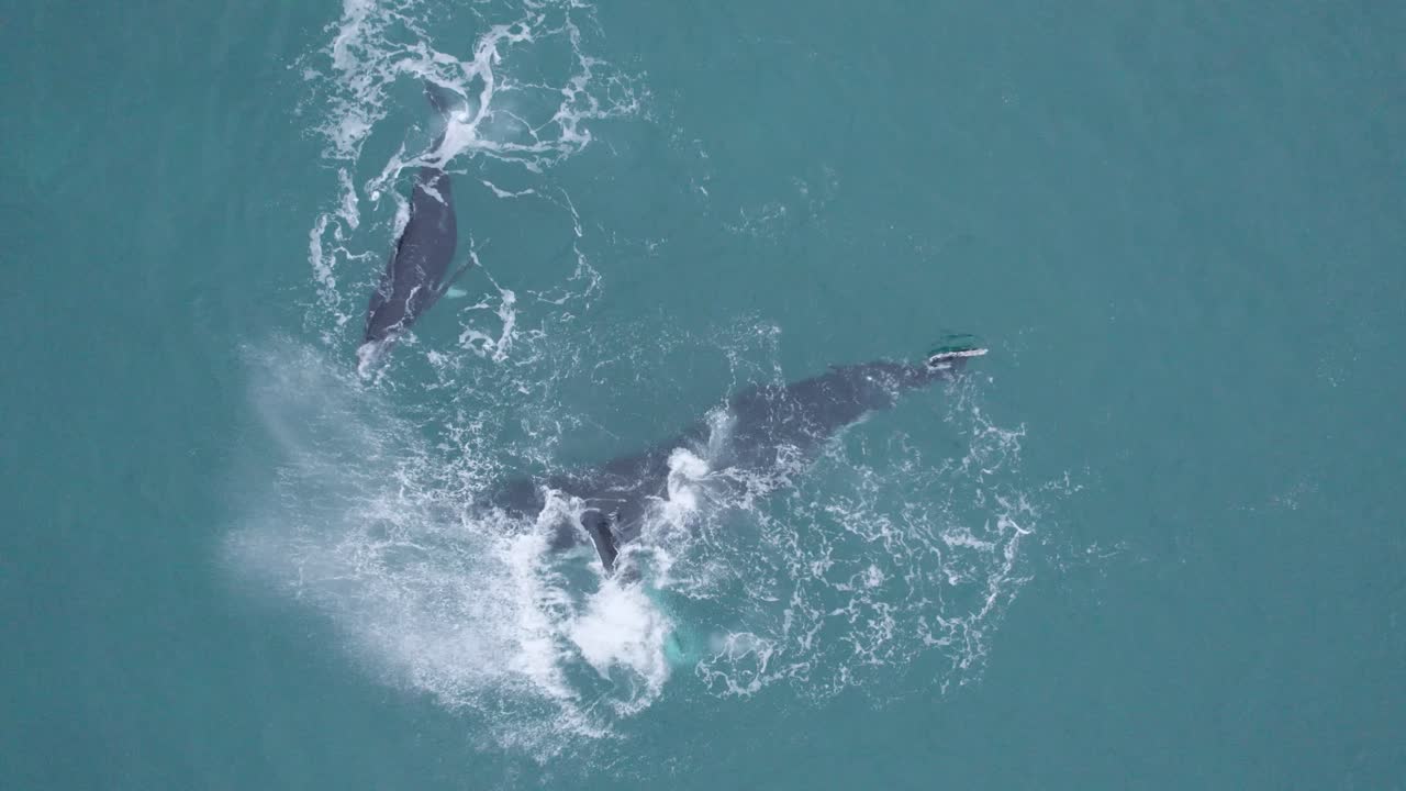 Cenital drone view over humpback whale mom and her breeding playing in Gulf of California