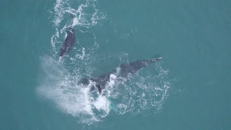cenital drone view over humpback whale mom and her breeding playing in gulf of california