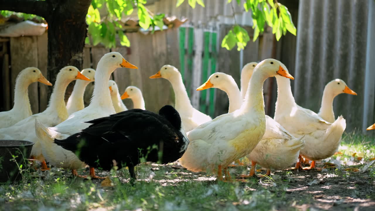 Geese in a paddock at a home on the ground