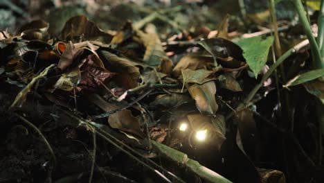 golden fireflies and fairies in a magical grove