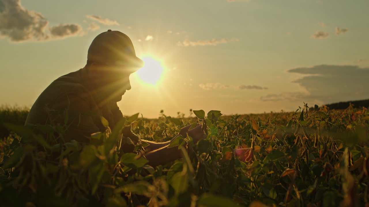 agricultor inspeccionando la soja al atardecer