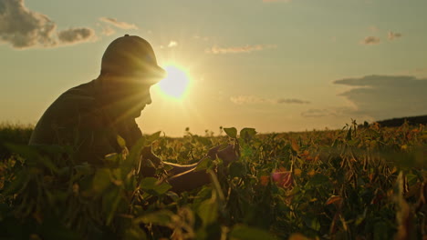 farmer inspecting soybeans at sunset