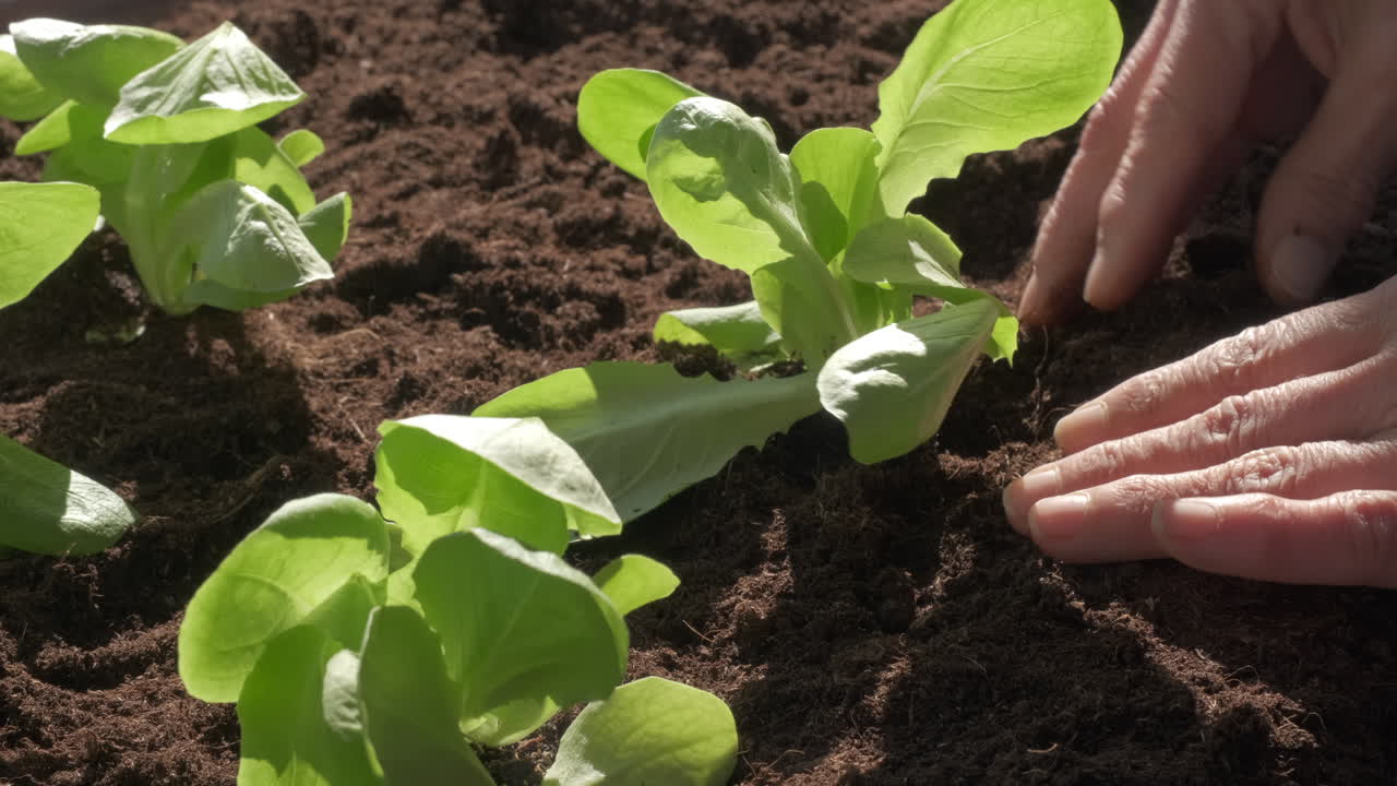 Impianto di piantine di ortaggi da insalata in agricoltura biologica