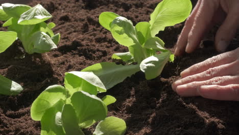 planting seedling salad vegetables in organic cultivation agriculture