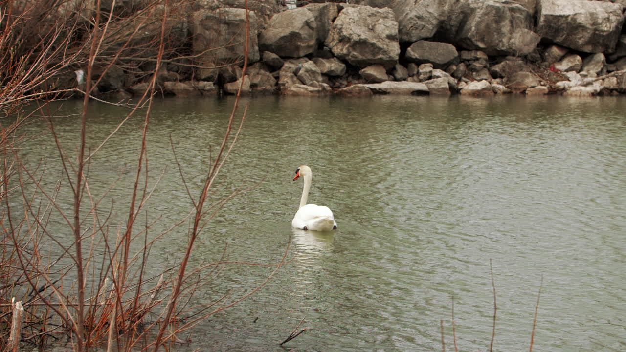 disparo en cámara lenta del cisne en el lago verde nadando alrededor