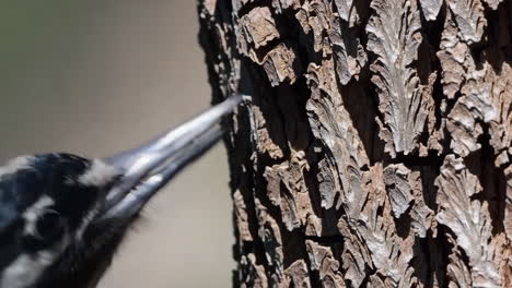 woodpecker pecking at a tree