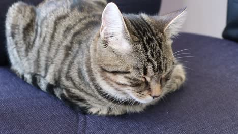 Sleepy cat on chair wakes and looks at the camera