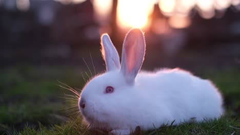 white albino rabbit sitting on green grass at sunset