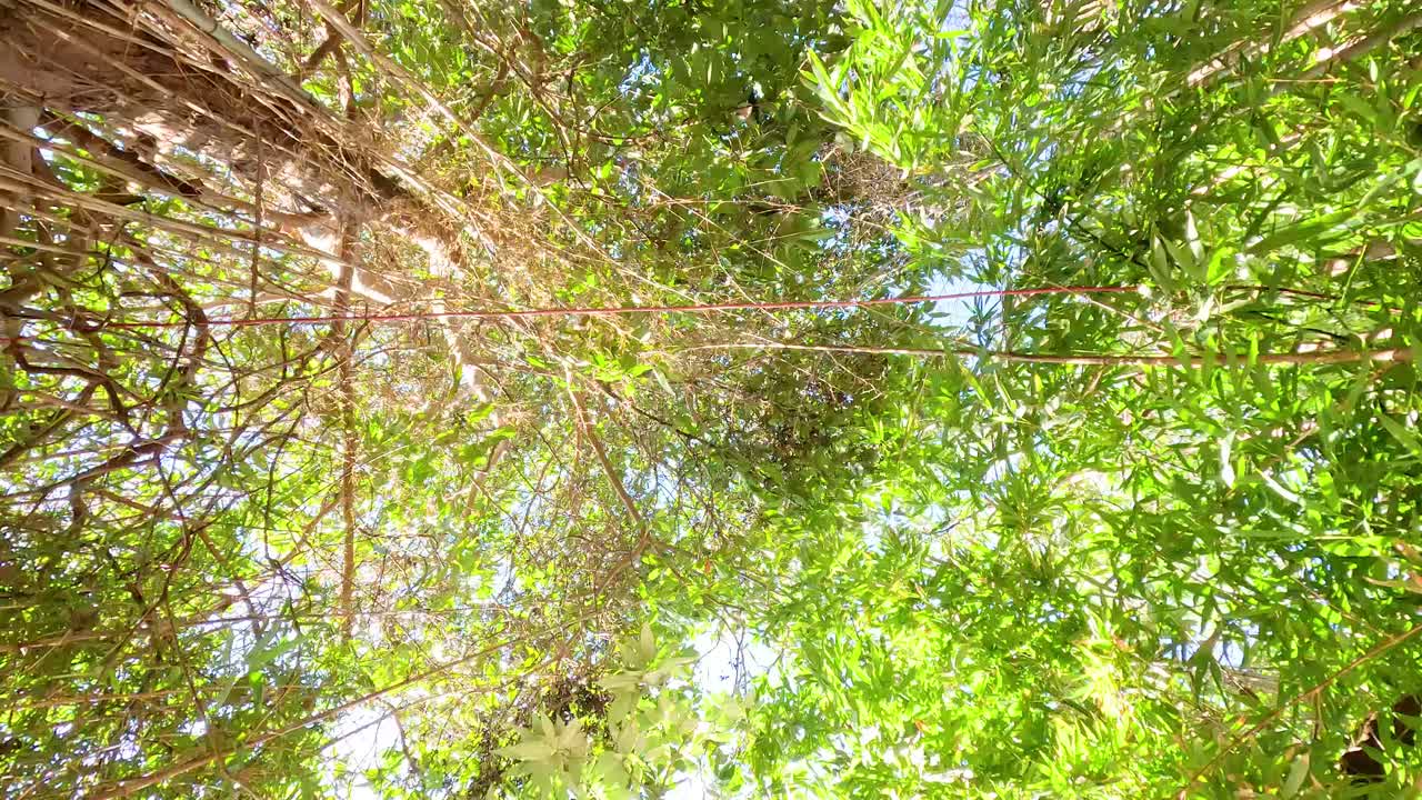 Looking up through lush green tree canopy
