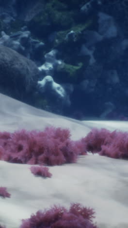 close-up of a coral reef with pink seaweed