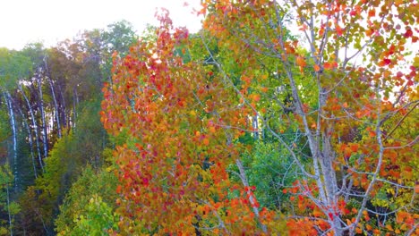 Aerial drone view of red and orange fall foliage with sunlight coming through trees, Canada