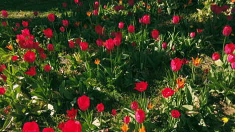red tulips on a field during spring