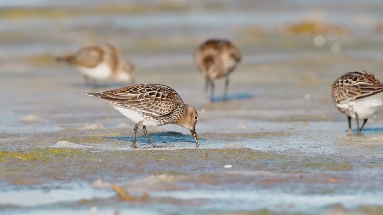 Cinematic wildlife footage of a Red Knot (Calidris canutus) feeding at sunrise on a tidal flat in a western Norwegian fjord, captured in soft golden hour light