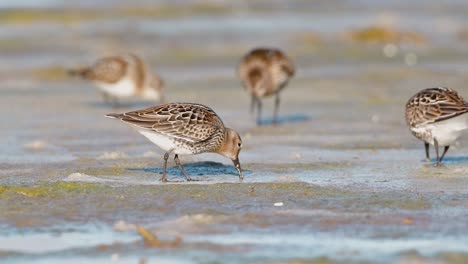 cinematic wildlife footage of a red knot (calidris canutus) feeding at sunrise on a tidal flat in a western norwegian fjord, captured in soft golden hour light