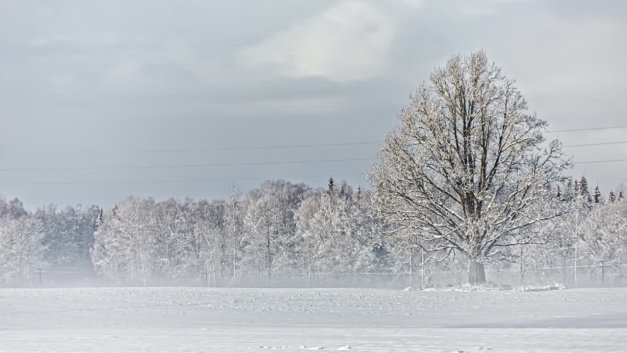 마른 나무 눈이 덮여 야외에서 겨울 장면 풍경의 timelapse