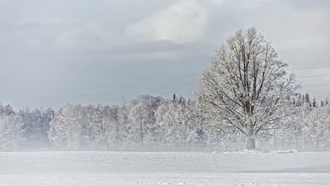 Zeitraffer-Einer-Winterlandschaft-Im-Freien-Mit-Schneebedeckten-Getrockneten-Bäumen