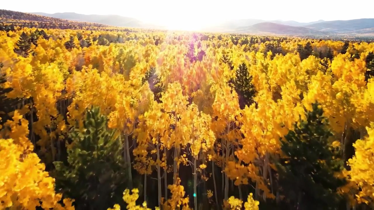 Eine lebendige Luftaufnahme eines üppigen Herbstwaldes, gebadet in goldenem Licht, die die Schönheit der Herbstfarben der Natur im warmen Sonnenlicht einfängt.