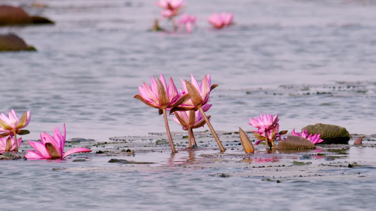 A serene display of blooming lotus flowers in still waters showcasing nature's beauty.
