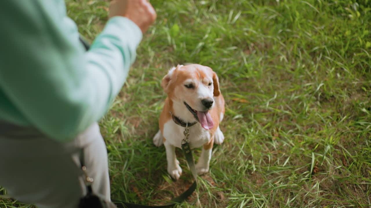 Top view of beagle dog sitting attentively on green grass looking up at owner with eager expression, wearing black collar and leash during outdoor obedience training session under warm sunny weather