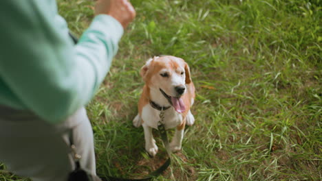 top view of beagle dog sitting attentively on green grass looking up at owner with eager expression, wearing black collar and leash during outdoor obedience training session under warm sunny weather