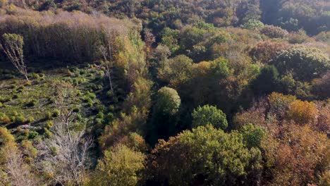 Autumn-coloured-trees-with-nature-trail-in-4K-by-drone-dolly-forward