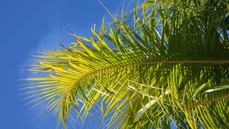 Vertikale-Ansicht-Von-Palmen,-Die-Sich-An-Sonnigen-Tagen-Im-Sanften-Wind-Wiegen