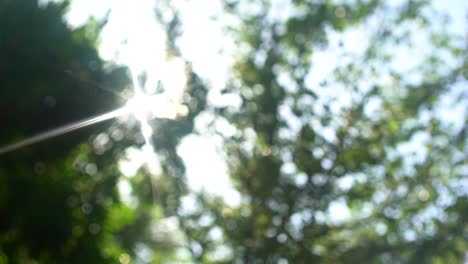 sunlight shining through leaves