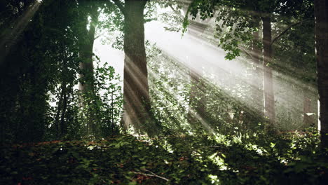 forest trees nature green wood sunlight view