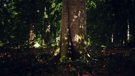 los rayos de sol a través de las ramas de los árboles gruesos en el denso bosque verde