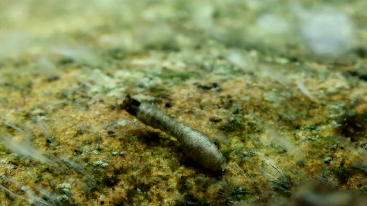 Larva di mosca nera (Simuliidae) sott'acqua, attaccata a una roccia in un ruscello di trote, si nutre filtrando, macro-primo piano al rallentatore