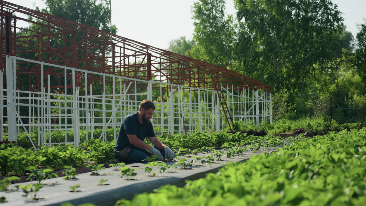 garden worker in greenhouse bends with hand fork to prune soil around plants, wearing gloves beside raised beds under metal frame, sunlight across rows