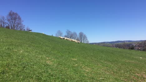 Shepherd-dog-running-and-guarding-herd-of-sheep-in-Zakopane,-High-Tatras