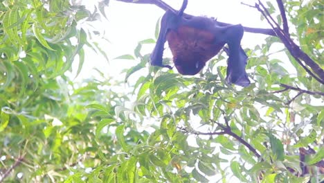 Schöne-Fledermaus-Oder-Flughund,-Die-Tagsüber-Kopfüber-Am-Baum-Hängen-I-Schöner-Flughund-Oder-Fledermaus-Stock-Video