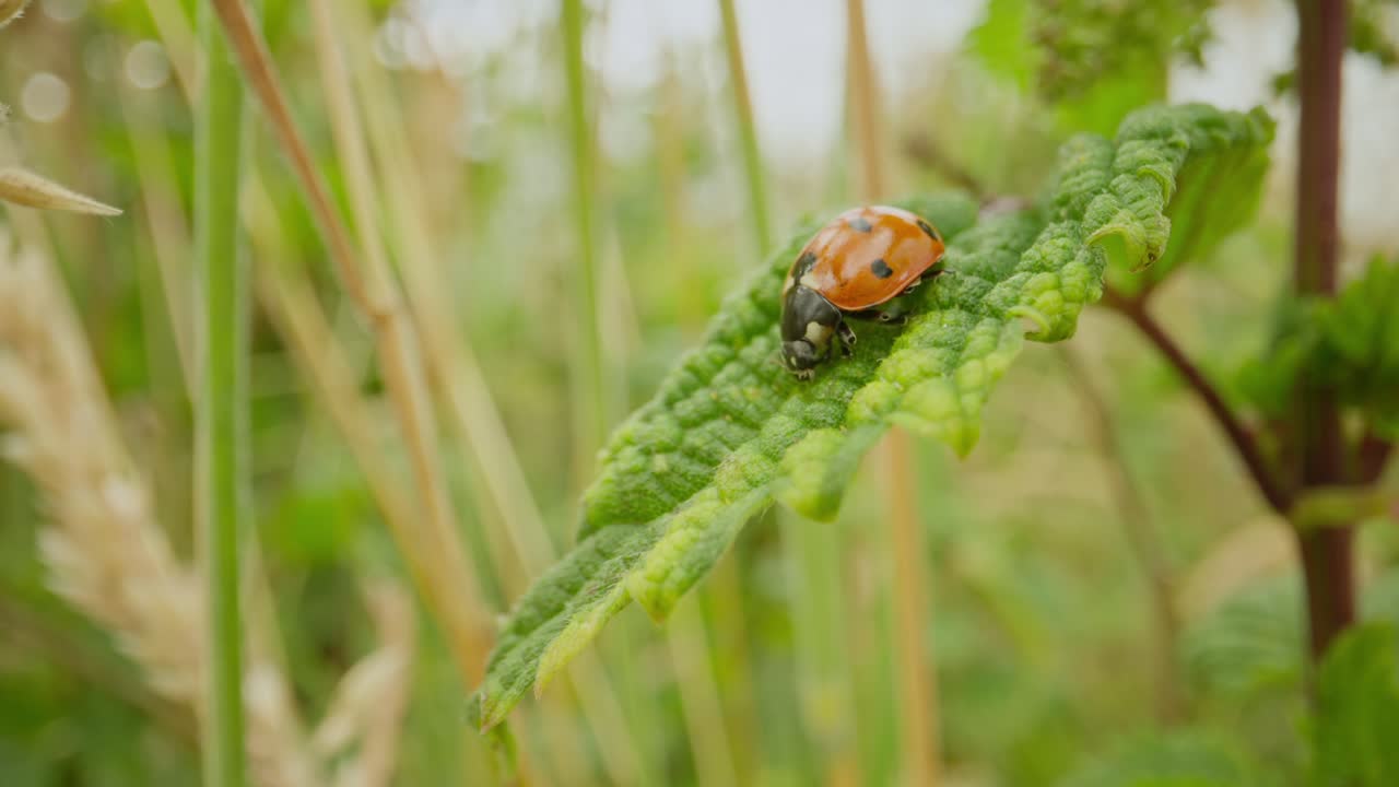 Ladybug climbing plant stem establishing natural insect detailed life feeding and crawling in summer sunlight