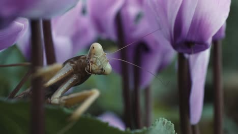 mantis religiosa en un lecho de flores moradas - primer plano