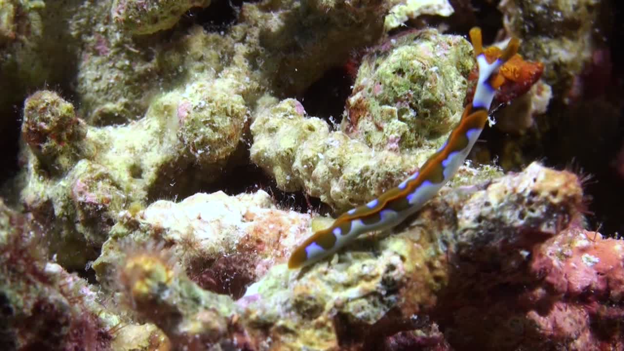 babosa chupadora de savia blanca forrajeando en el arrecife de coral, moviéndose de izquierda a derecha, patrón corporal naranja y blanco, rinóforos naranja