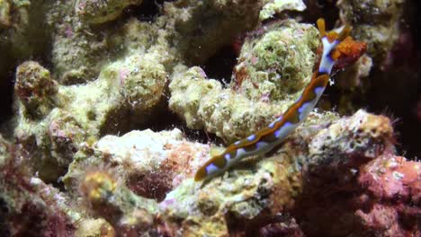 Babosa-Chupadora-De-Savia-Blanca-Forrajeando-En-El-Arrecife-De-Coral,-Moviéndose-De-Izquierda-A-Derecha,-Patrón-Corporal-Naranja-Y-Blanco,-Rinóforos-Naranja