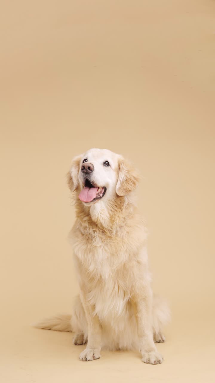 perro golden retriever